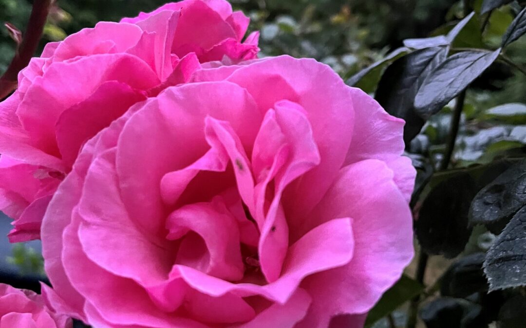 Rose Ausländer
